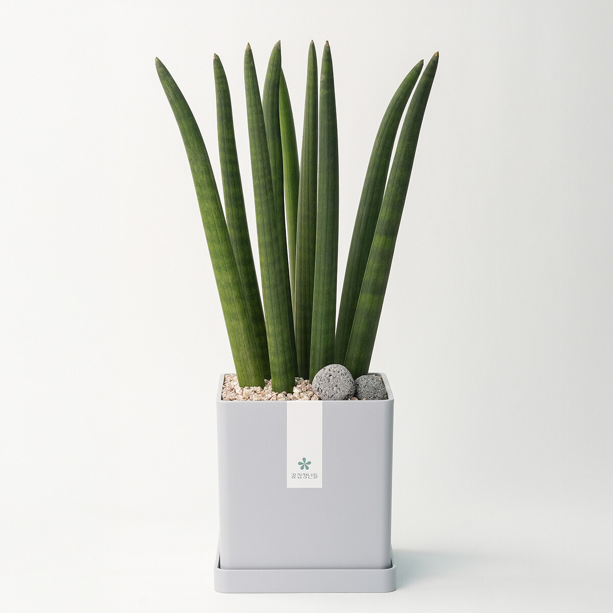 꽃집청년들,스투키 모던라인 1호