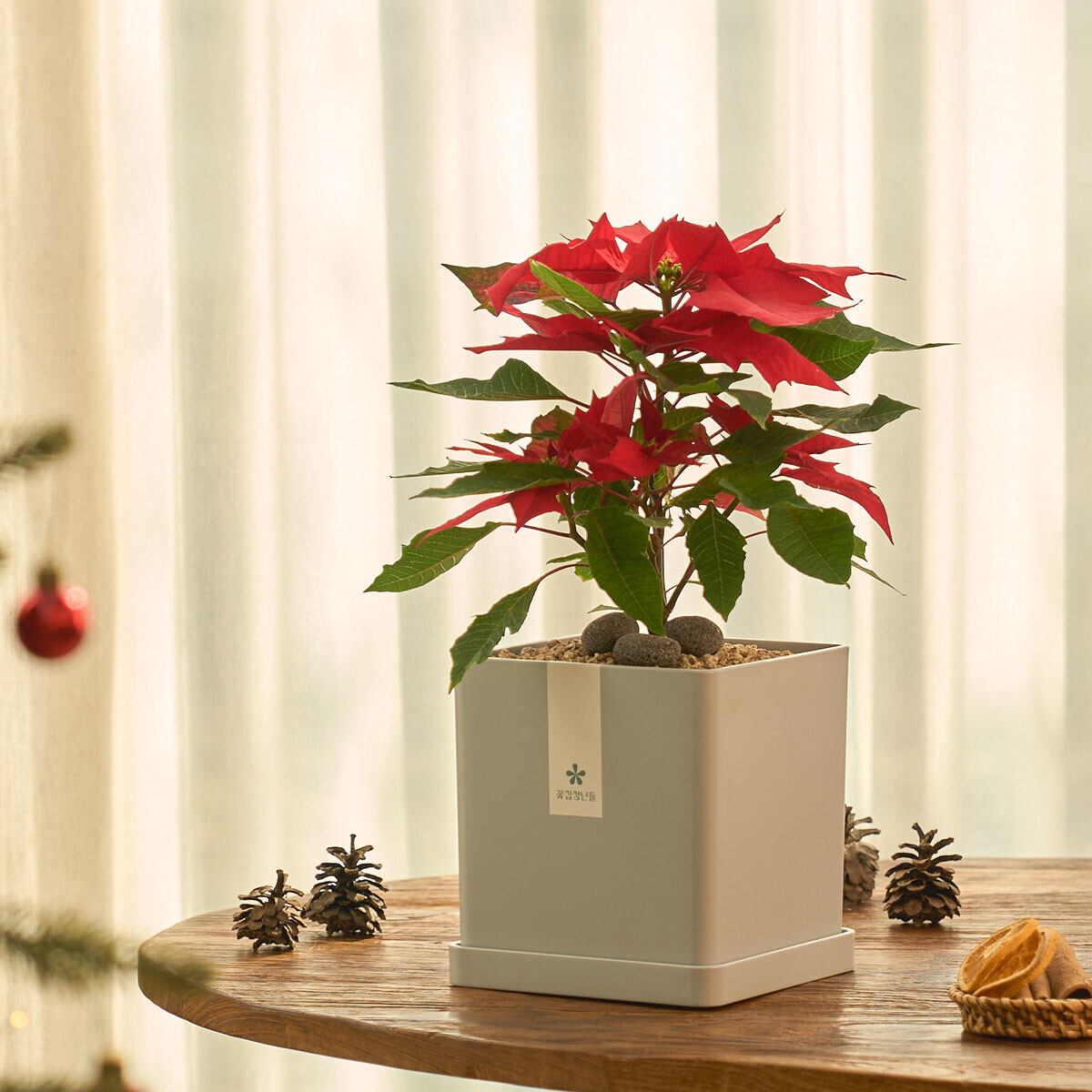 꽃집청년들,크리스마스 포인세티아