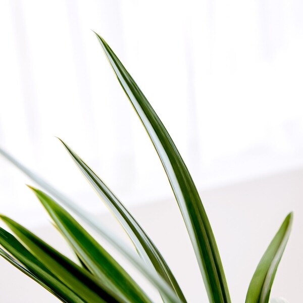 꽃집청년들,대훈 청자투각