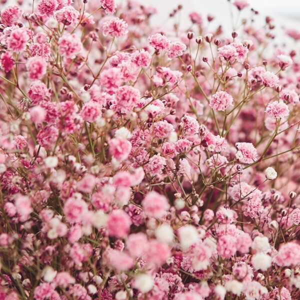 꽃집청년들,핑크안개꽃다발