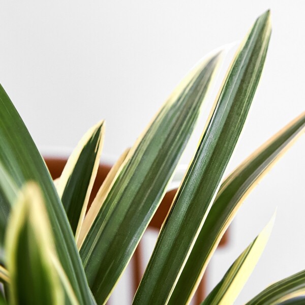 꽃집청년들,태양 청자버들투각(서울)