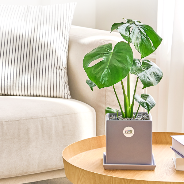 꽃집청년들,몬스테라 모던라인 미니