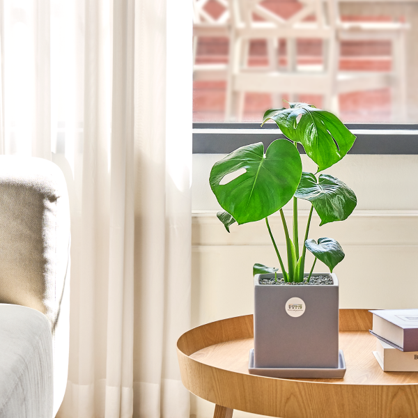 꽃집청년들,몬스테라 모던라인 미니