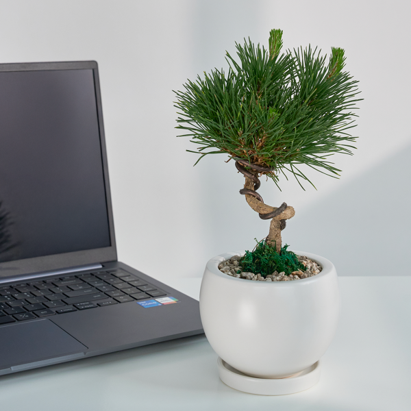 꽃집청년들,미니 소나무 분재_화이트