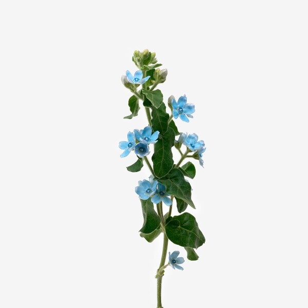 꽃집청년들,옥시 블루 5대
