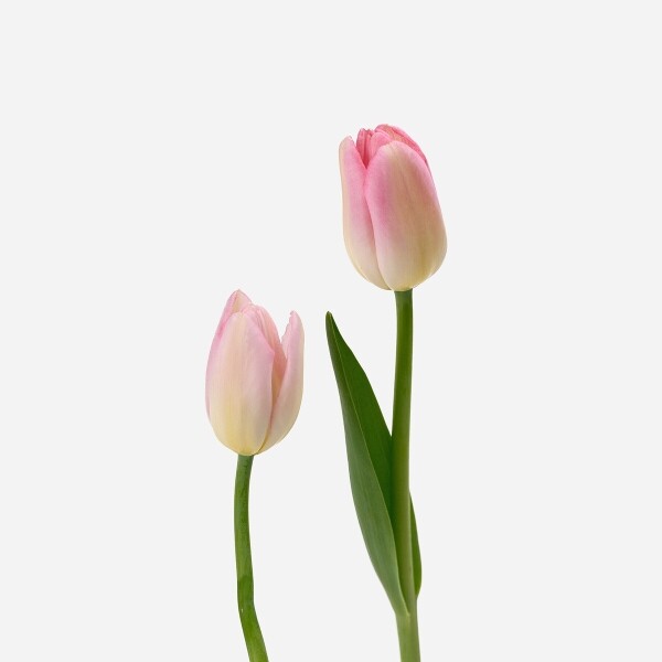 꽃집청년들,핑크 튤립 5대