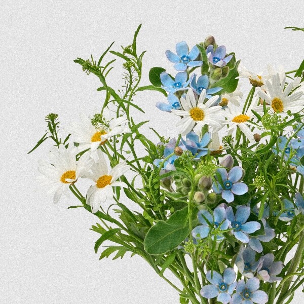 꽃집청년들,MIX 마가렛