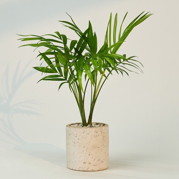 꽃집청년들,미니 테이블야자 테라조