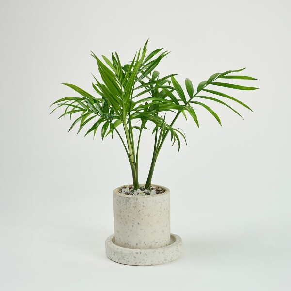 꽃집청년들,미니 테이블야자 테라조