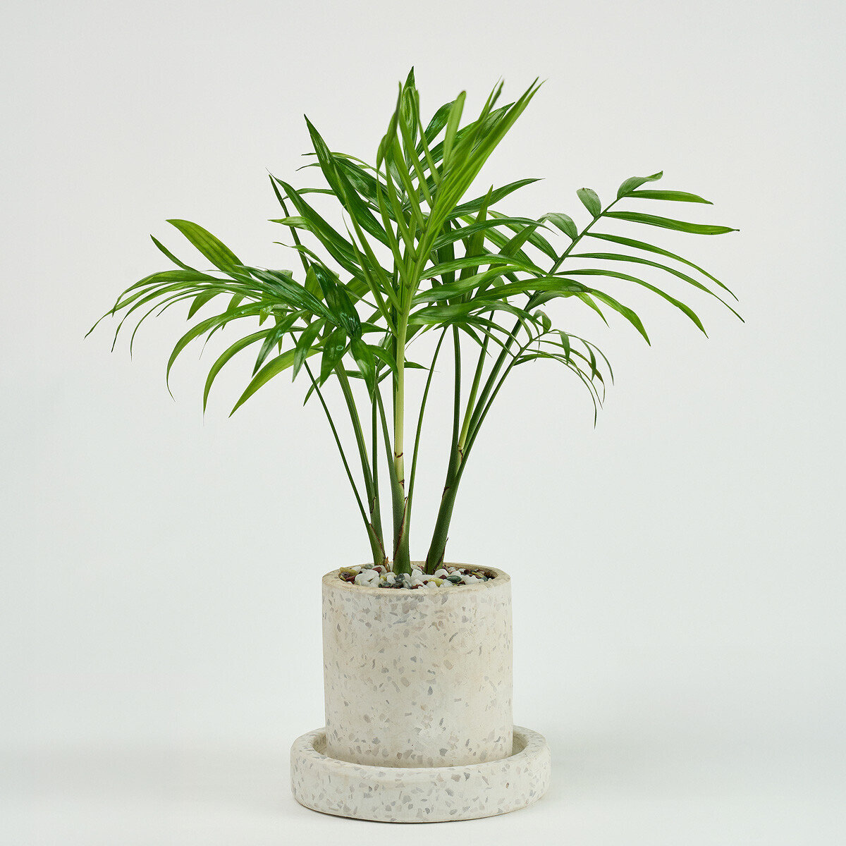 꽃집청년들,미니 테이블야자 테라조