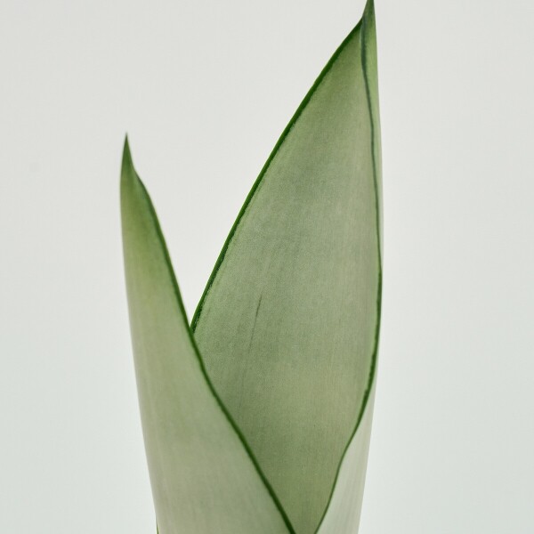 꽃집청년들,미니 문샤인