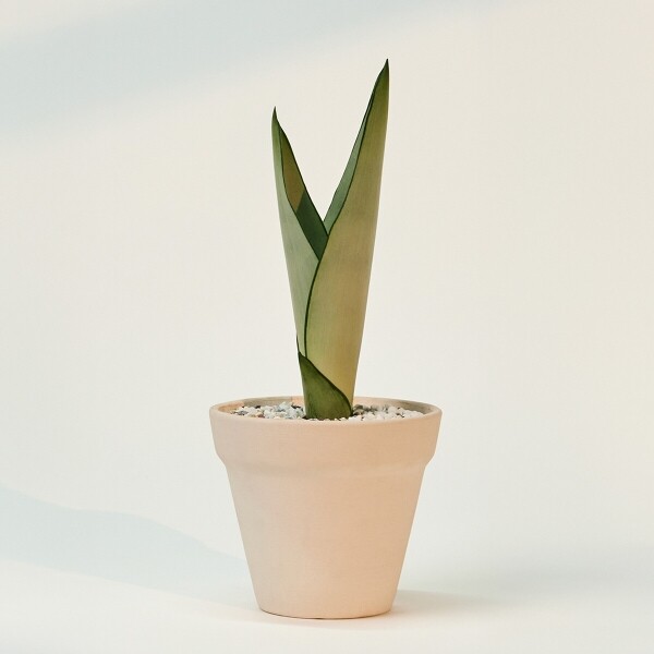 꽃집청년들,미니 문샤인