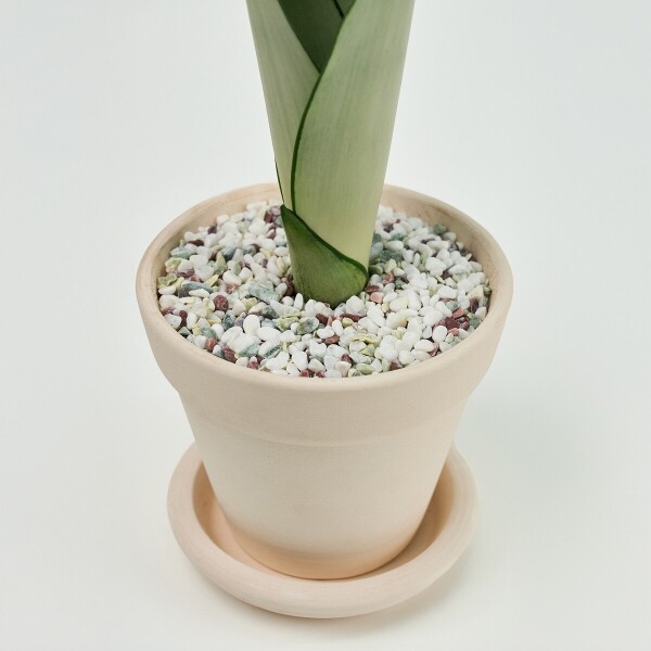 꽃집청년들,미니 문샤인