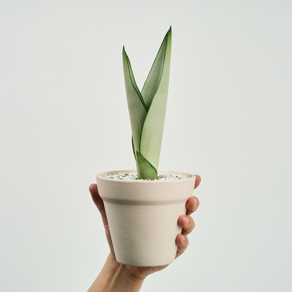 꽃집청년들,미니 문샤인