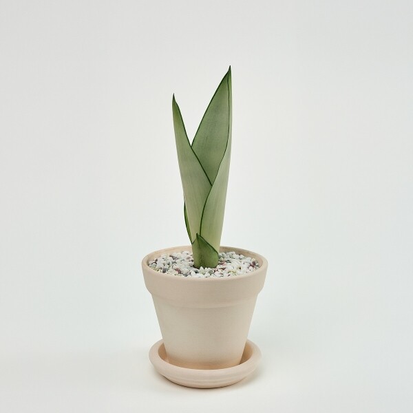 꽃집청년들,미니 문샤인