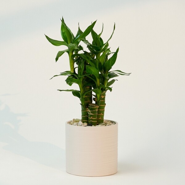 꽃집청년들,미니 연화죽