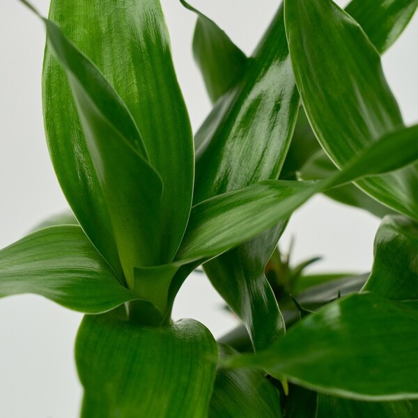 꽃집청년들,미니 연화죽