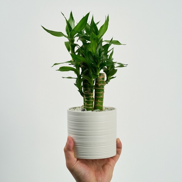 꽃집청년들,미니 연화죽