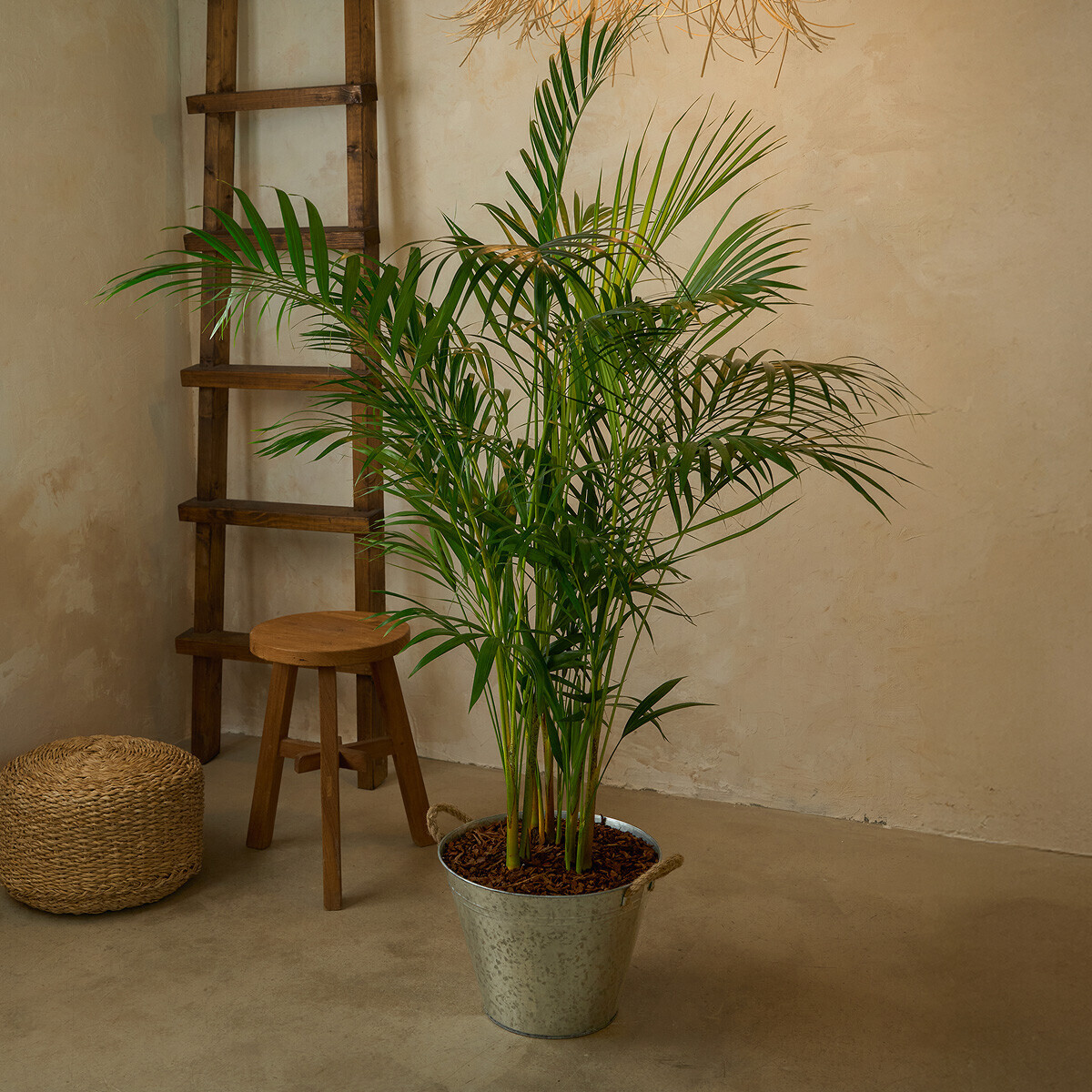 꽃집청년들,아레카야자 양동이 화분(서울한정)