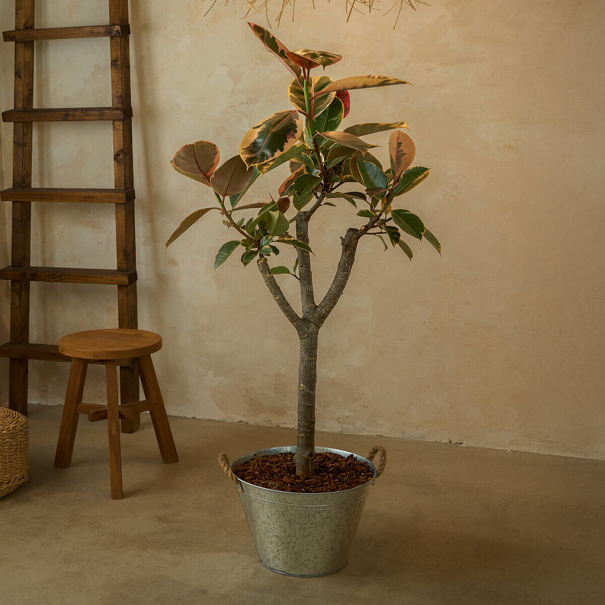 수채화고무나무 양동이 화분(서울한정)