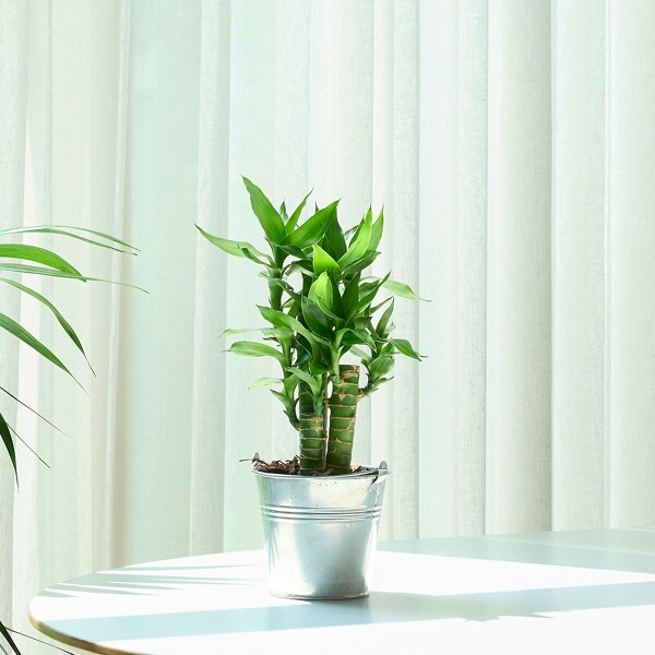 꽃집청년들,미니 연화죽 양동이 화분