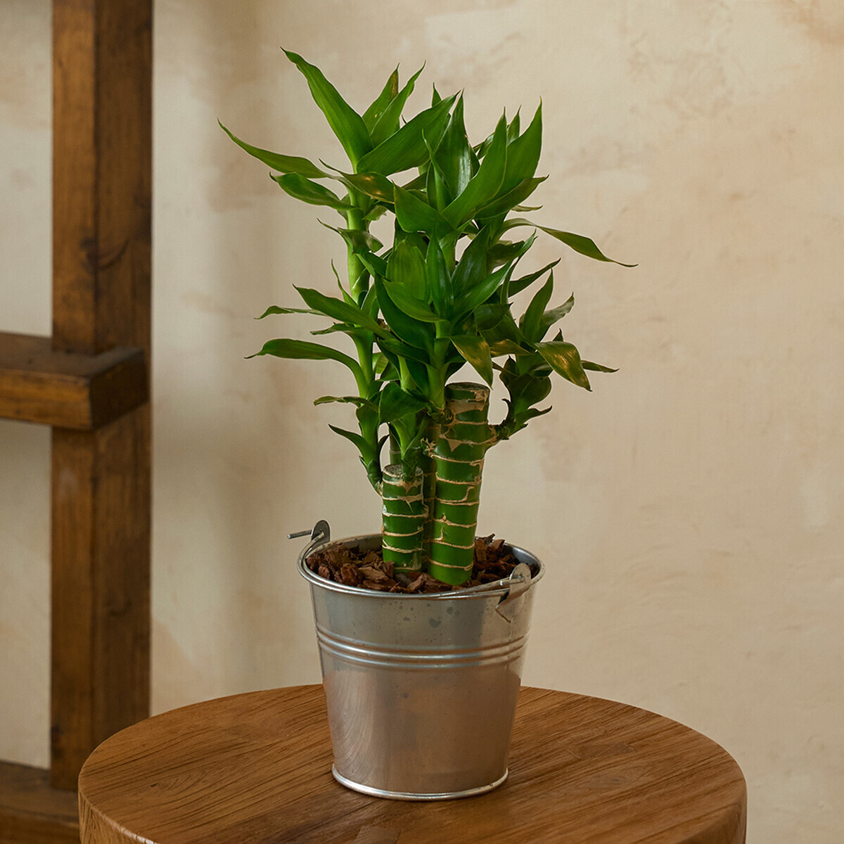 꽃집청년들,미니 연화죽 양동이 화분