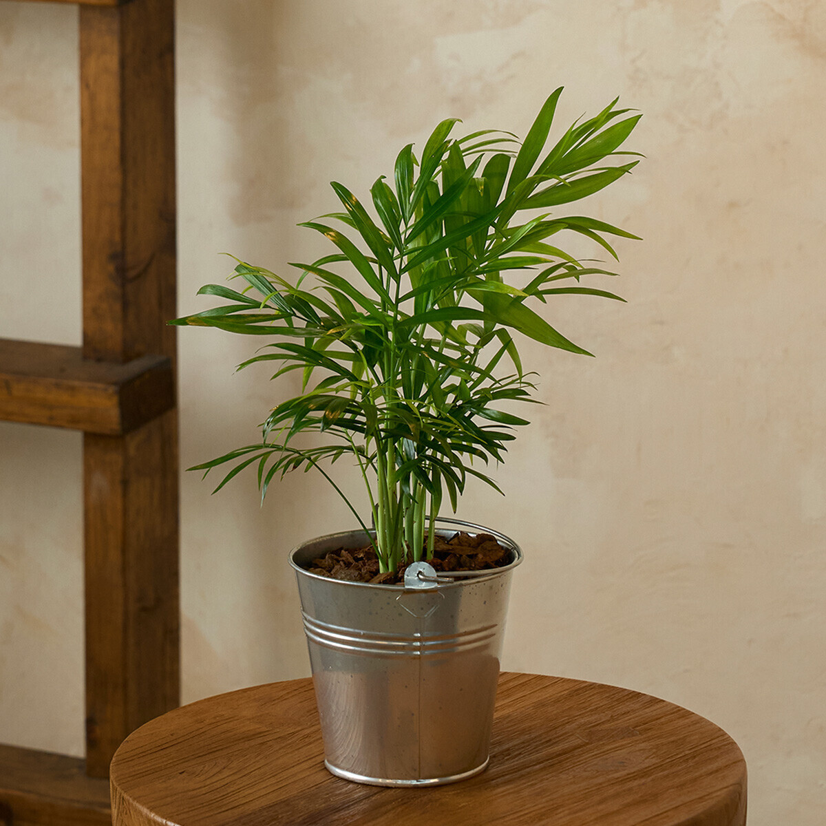 꽃집청년들,미니 테이블야자 양동이 화분