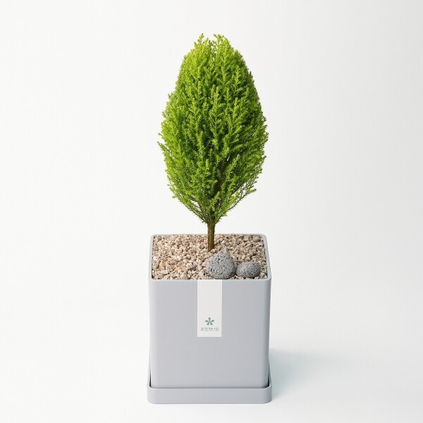 꽃집청년들,율마 모던라인 1호