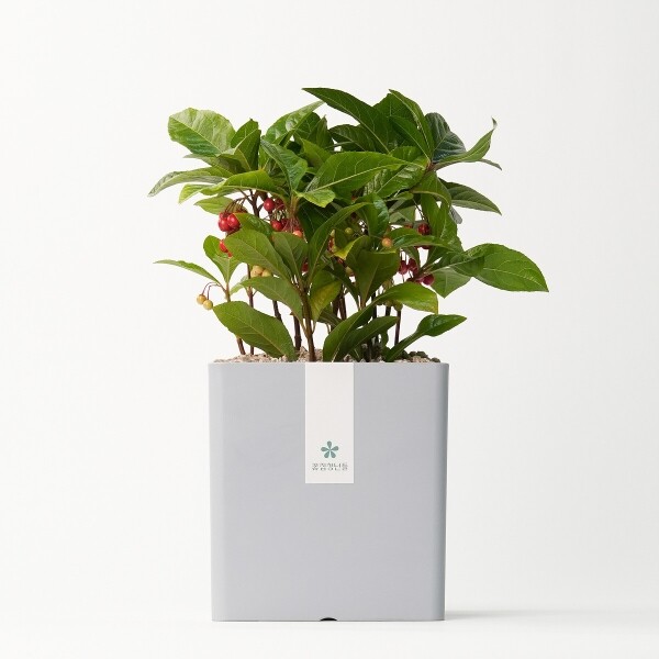 꽃집청년들,천냥금(백량금) 모던라인