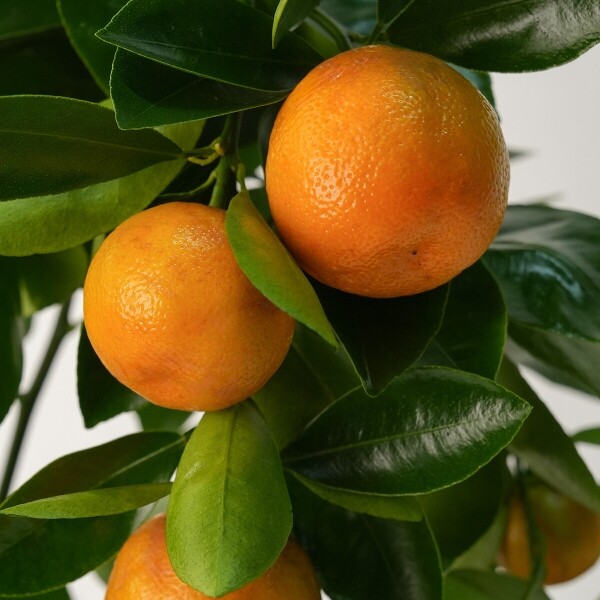 꽃집청년들,라임오렌지(서울한정)