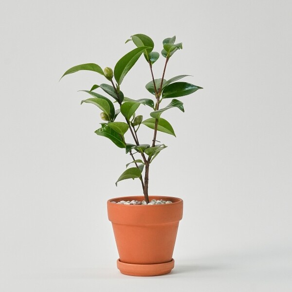 꽃집청년들,미니 동백나무