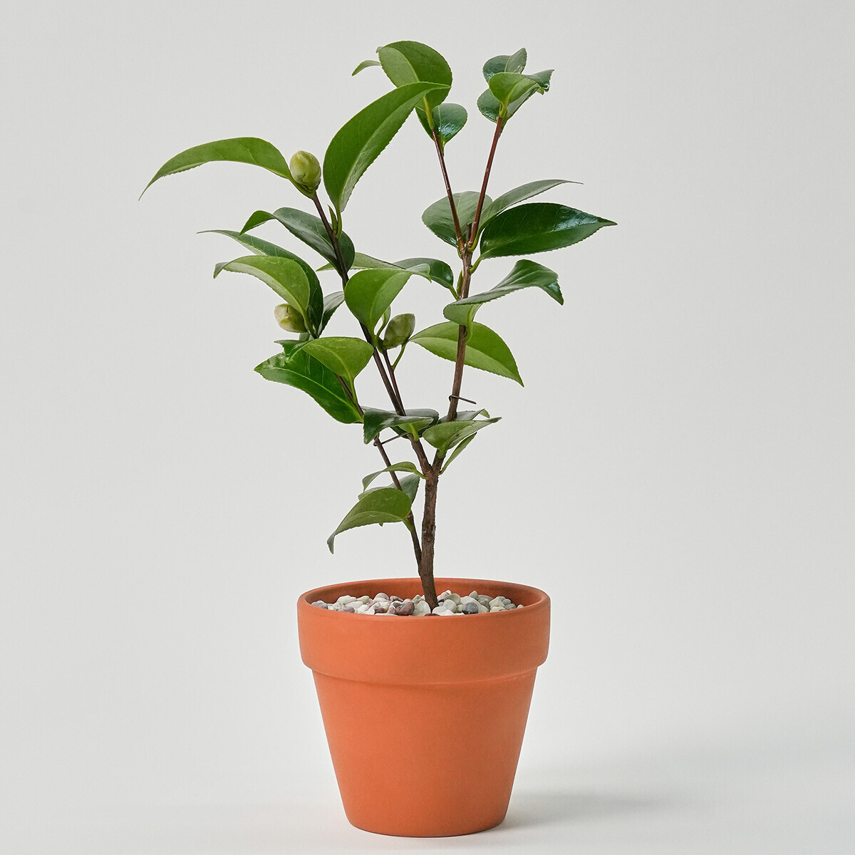 꽃집청년들,미니 동백나무