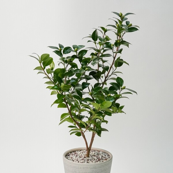 꽃집청년들,동백나무(서울한정)