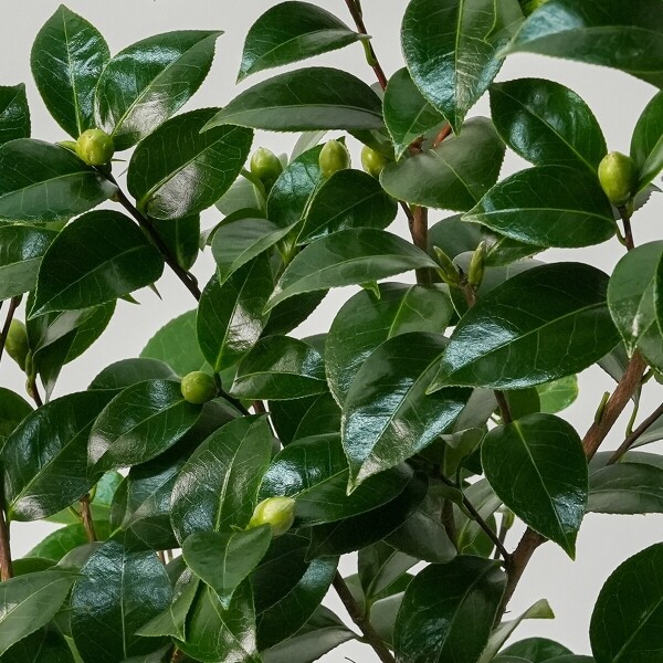 꽃집청년들,동백나무(서울한정)