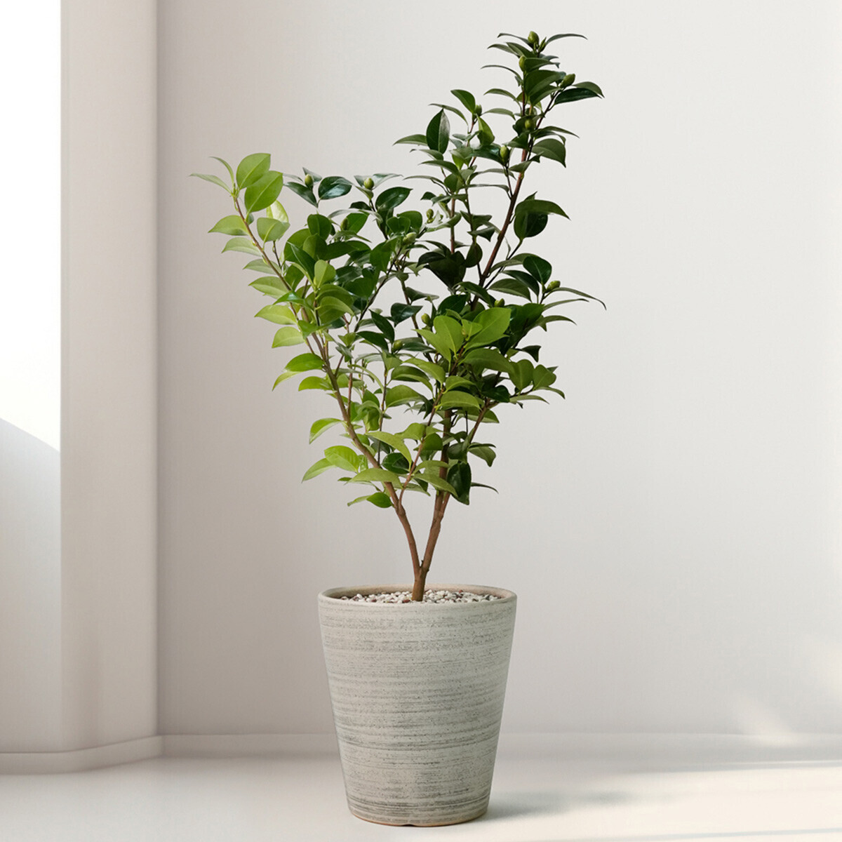 동백나무(서울한정)