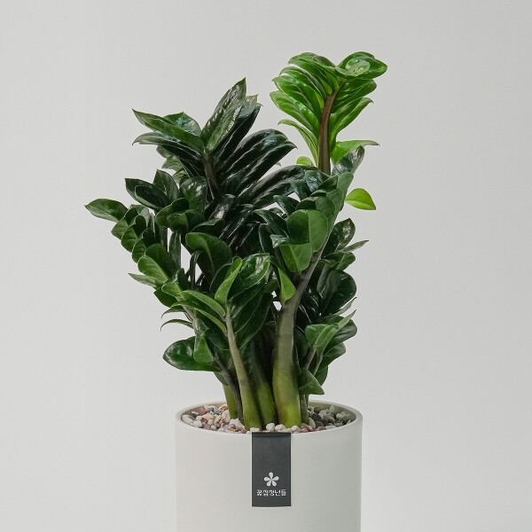 꽃집청년들,미니 보석금전수