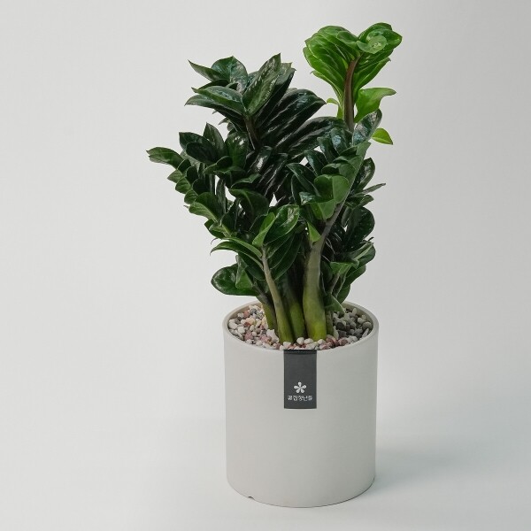 꽃집청년들,미니 보석금전수