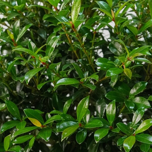 꽃집청년들,피어리스 2호(서울한정)