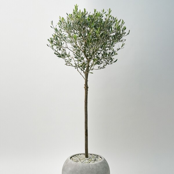 꽃집청년들,올리브 2호(서울한정)