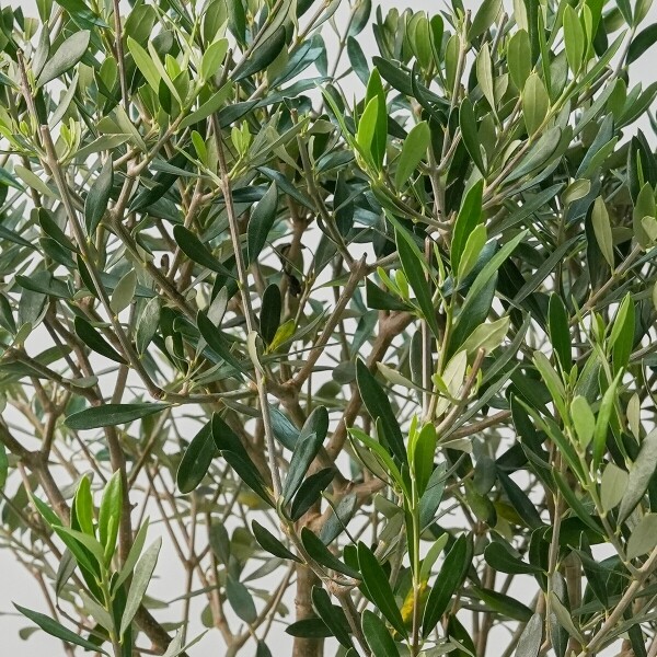 꽃집청년들,올리브 2호(서울한정)