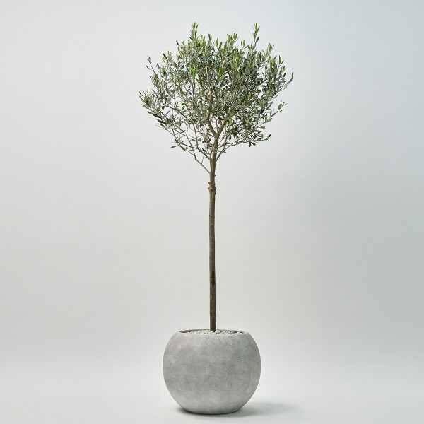 꽃집청년들,올리브 2호(서울한정)