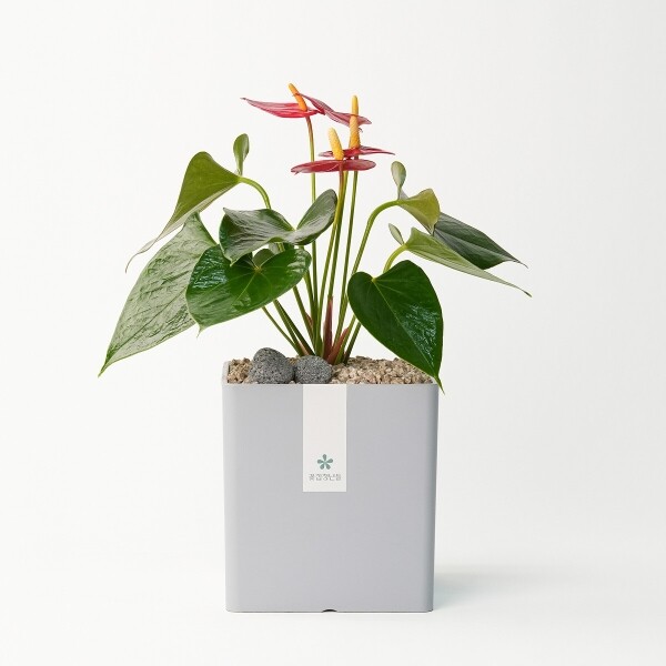 꽃집청년들,안시리움 모던라인 1호