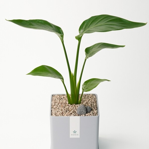 꽃집청년들,극락조 모던라인 미니(서울한정)