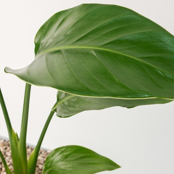 꽃집청년들,극락조 모던라인 미니(서울한정)