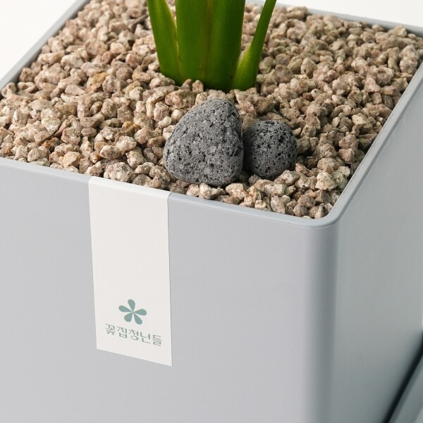 꽃집청년들,극락조 모던라인 미니(서울한정)