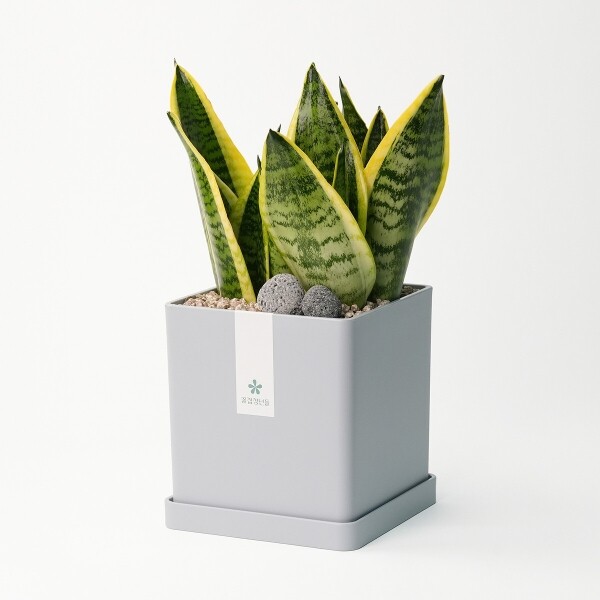 꽃집청년들,산세베리아 모던라인 1호