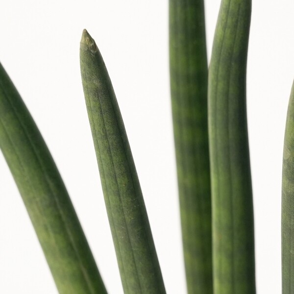 꽃집청년들,스투키 모던라인 1호