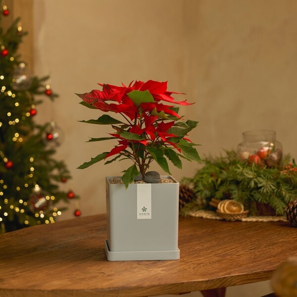 꽃집청년들,크리스마스 포인세티아