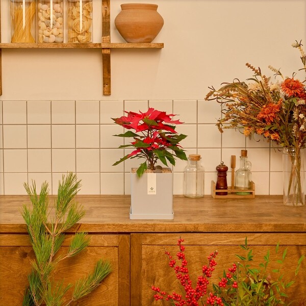 꽃집청년들,크리스마스 포인세티아