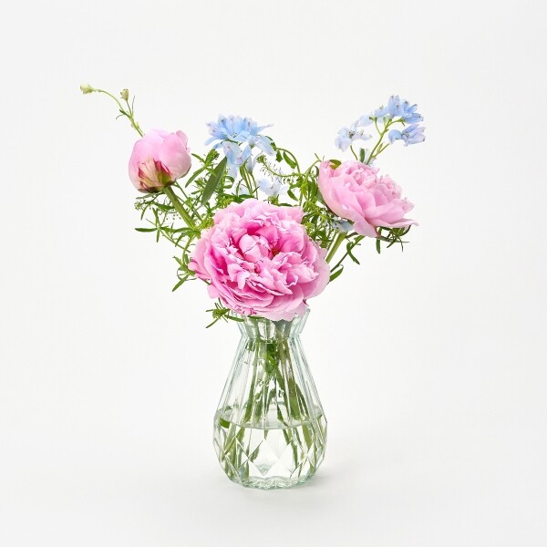 꽃집청년들,사라 작약 5대